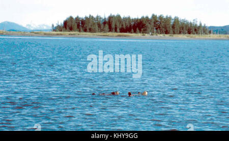 Dieses Bild zeigt Enhydra lutris oder Seeotter, die im Ozean schwimmen. Diese Meeressäuger, die für ihre Beweglichkeit und ihr spielerisches Verhalten bekannt sind, werden oft auf ihrem Rücken schwimmend gesehen und verwenden Werkzeuge, um Muscheln aufzubrechen. Stockfoto