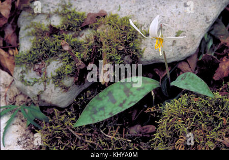 Erythronium albidum FWS-3 Stockfoto