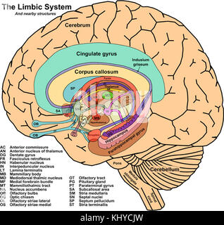 John Taylors Arbeit über das limbische System und die nahe gelegenen Gehirnstrukturen erforscht die entscheidende Rolle, die diese Regionen für Emotionen, Gedächtnis und Verhalten spielen. Das limbische System ist ein integraler Bestandteil der menschlichen Kognition und emotionalen Regulierung. Stockfoto