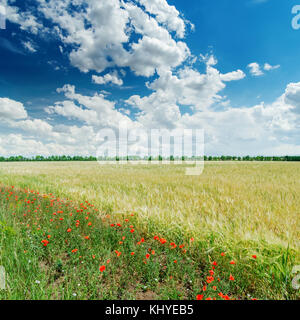 Wolken im blauen Himmel und grünen landwirtschaftlichen Feld mit Mohnblumen Stockfoto