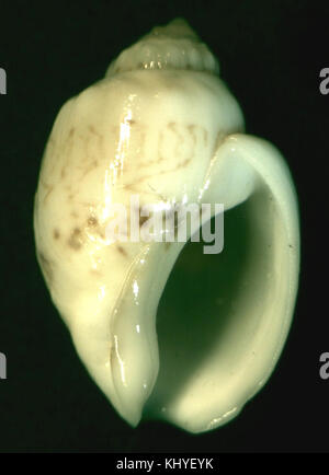 Eine Nahaufnahme von *Nassarius dorri*, einer Art Meeresschnecke. Das Bild zeigt die komplizierten Muster und Textur der Schale und bietet eine detaillierte Ansicht dieses Meeresorganismus, der typischerweise in Küstengewässern zu finden ist. Stockfoto