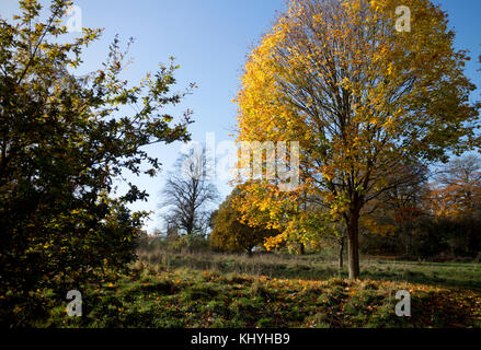 Priory Park im Herbst, Warwick, Warwickshire, England, UK Stockfoto