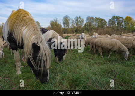 Reportage der Schafe - Landwirtschaft in der bergamasca Ebene. Brambilla Simone Live News Pferde und Schafe in den Bergamasker Ebene Stockfoto