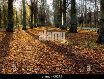 Herbst Farben auf Lindenallee, Clumber Park, Worksop, Nottinghamshire Stockfoto