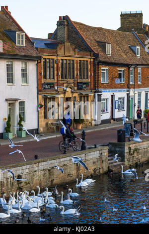 Fluss Great Ouse in St Ives, Cambridgeshire, England, UK. Stockfoto