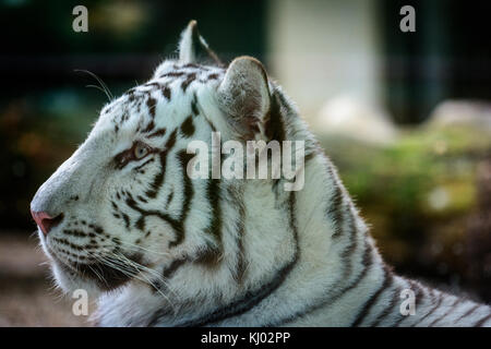 Mele Bengal Tiger weiße Form (Panthera tigris tigris) Stockfoto