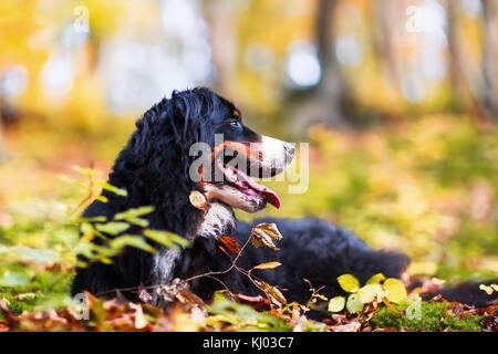 Portrait Bild von einem Berner Sennenhund in einem Herbst Wald Stockfoto