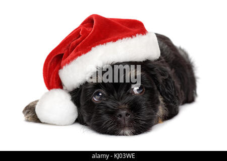 Nahaufnahme einer niedlichen Schwarz und tan Havaneser Welpe Hund in Santa Hut - auf weißem Hintergrund Stockfoto