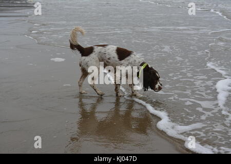 Leber und weißen English Springer Spaniel spielen im Meer am Sandstrand in Amlwch, Wales uk bedeckt re Wetter Stockfoto