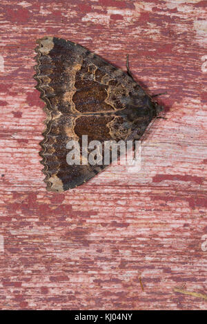 Alte Dame (Mormo maura) erwachsenen Motten Rastplätze auf alten lackiertes Holz. Powys, Wales. Juli. Stockfoto