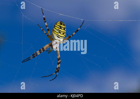 Wasp Spider (Argiope Bruennichi) erwachsenen weiblichen auf Ihrer Webseite. Sussex, England. August. Stockfoto
