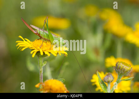 Lange geflügelte Pfeilspitze Bush - Kricket (Conocephalus verfärben) erwachsenen Weibchen auf ein fleabane Blume. Sussex, England. August. Stockfoto