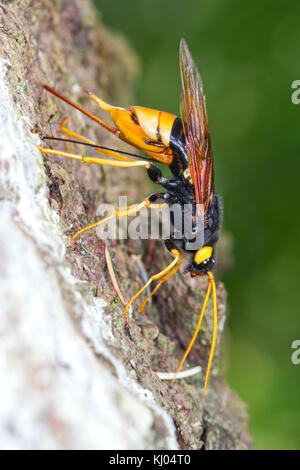 Riesige Hornschwanz oder Woodwasp (Urocerus gigas) erwachsenen Weibchen Eier in den Kofferraum eines Sitka-Fichte (Picea sitchensis) Baum. Powys, Wales. August. Stockfoto