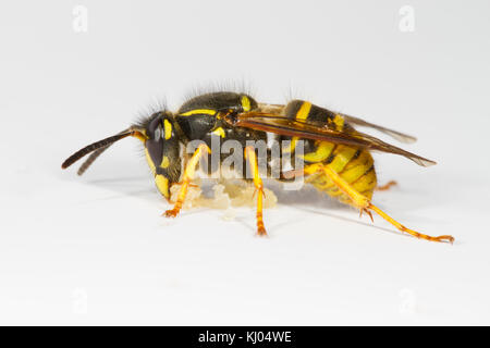 Sächsische Wespe (Dolichovespula saxonica) erwachsenen Arbeitnehmer Fütterung auf Honig auf einem weißen Hintergrund. Powys, Wales. August. Stockfoto