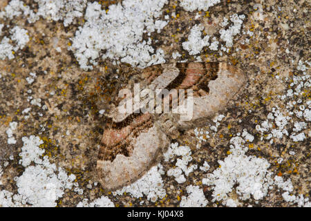 Flamme (Xanthorhoe designata Teppich) erwachsenen Motten ruht auf einem Flechten bedeckt. Powys, Wales. August. Stockfoto