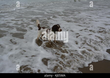 Leber und weißen English Springer Spaniel spielen im Meer am Sandstrand in Amlwch, Wales uk bedeckt re Wetter Stockfoto