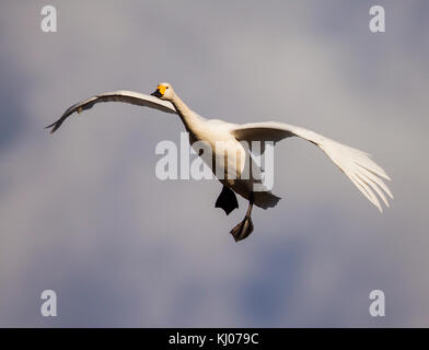 Bewicks Swan in Land kommen in slimbridge wwt in Gloucestershire Stockfoto