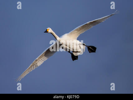 Bemicks Swan landet bei Slimbridge WWT in Gloucestershire Stockfoto