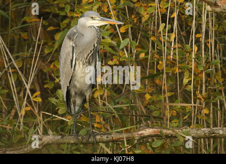 Ein Graureiher (Ardea cinerea), der auf einem Zweig im Schilfbett sitzt. Stockfoto