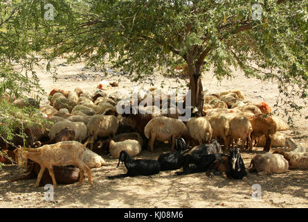 Gemischte Herde von Schafen und Ziegen hütete von der Sonne, Jordanien Stockfoto