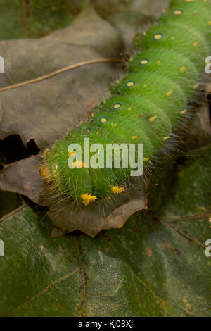 IMPERIAL MOTTE CATERPILLAR (EACLES IMPERIALIS) Stockfoto