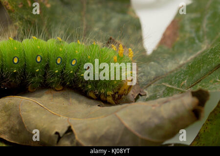 IMPERIAL MOTTE CATERPILLAR (EACLES IMPERIALIS) Stockfoto