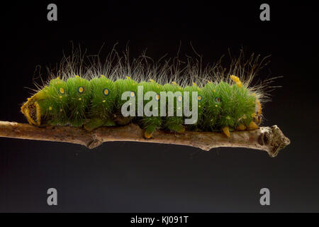 IMPERIAL MOTTE CATERPILLAR (EACLES IMPERIALIS) Stockfoto