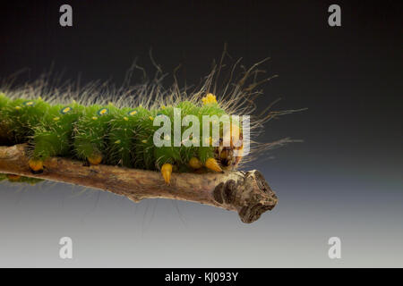 IMPERIAL MOTTE CATERPILLAR (EACLES IMPERIALIS) Stockfoto