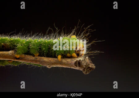 IMPERIAL MOTTE CATERPILLAR (EACLES IMPERIALIS) Stockfoto