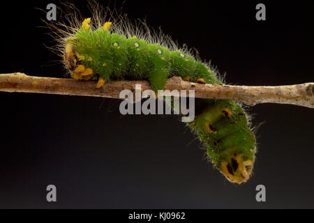 IMPERIAL MOTTE CATERPILLAR (EACLES IMPERIALIS) Stockfoto