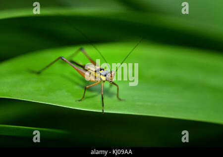 Kleine Heuschrecke auf einem grünen Blatt. kleine gelbe Grasshopper ruht auf einem Blatt Stockfoto