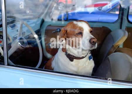 Hund warten auf Besitzer sitzen auf Auto Sitz Stockfoto