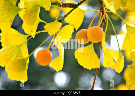 Branche von Ginkgo bilboa Baum mit gelben Blättern und reifen Früchten. Stockfoto