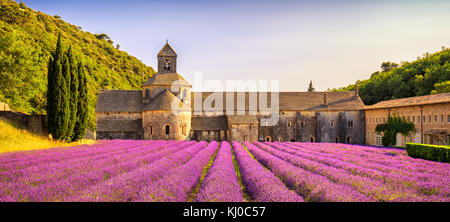 Abtei von Senanque und blühenden Reihen Lavendelblüten Panorama bei Sonnenuntergang. Gordes, Provence, Vaucluse, Provence, Frankreich, Europa. Stockfoto