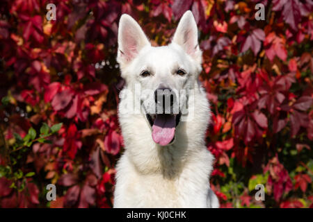 Weisser Schweizer Schäferhund Stockfoto