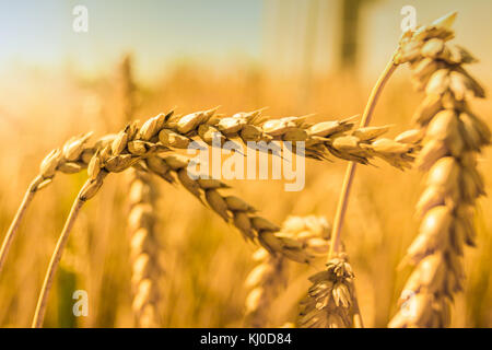 Weizen im Sommer Nahaufnahme, goldene Weizenohren in der Mittagssonne, Töne Stockfoto