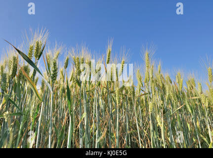 Weizen in einem Feld unter bleu Sky Stockfoto