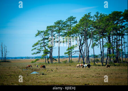 Usa Virginia va Assateague Island National Seashore wilden Ponys unter Pinien und Salt Marsh Grass Stockfoto