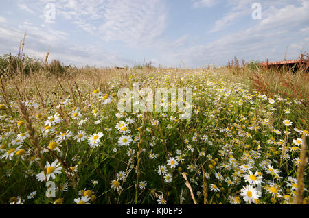 Die Fotografien auf der Isle of Wight, meist Farm und Cottages. Stockfoto