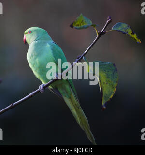 Frau Rose-ringed parakeet (Psittacula krameri), wilde Tier in Köln/Deutschland, in Gardensitting auf einem Zweig Stockfoto