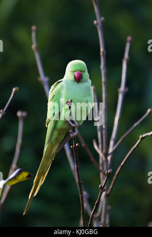 Frau Rose-ringed parakeet (Psittacula krameri), wilde Tier in Köln/Deutschland, in Gardensitting auf einem Zweig Stockfoto