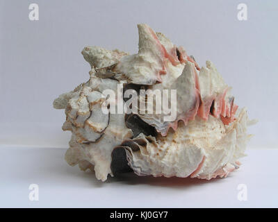Chicoreus regius 002 Stockfoto