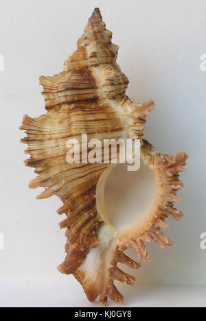 Das Bild zeigt Chicoreus torrefactus, eine Spezies räuberischer Meeresschnecken, die ihre ausgeprägte Muschelmorphologie und ihren marinen Lebensraum zeigt. Stockfoto