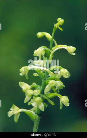 Grün gesäumten orchid Nahaufnahme Blume Stockfoto