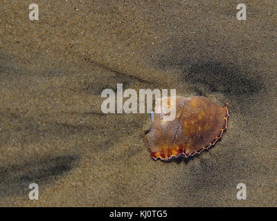 Gebrochene crab Shell auf dem Silver Strand Strand in Coronado Stockfoto