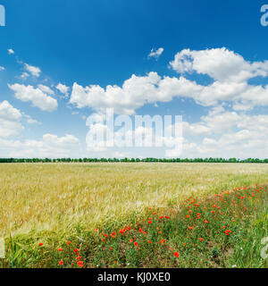 Grüne Agrarbereich mit roter Mohn unter blauen bewölkten Himmel Stockfoto