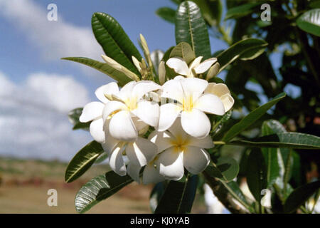 Dieses Bild zeigt eine Nahaufnahme einer Haw-Plumeria-Blume, die für ihre lebhaften Farben und ihr auffälliges Aussehen bekannt ist und häufig in tropischen Regionen zu finden ist. Stockfoto