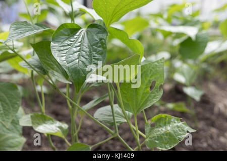 Wildbetal leafbush wächst auf dem Boden im Garten. Piper sarmentosum Roxb. Anlage für Kraut, Nahrung und Medizin Stockfoto