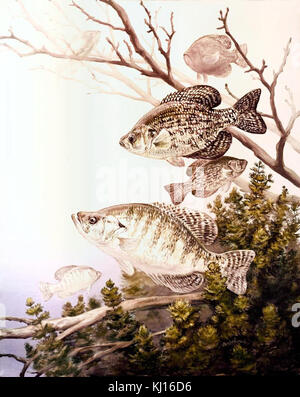 Schwarz crappie und weißen crappie Fisch Stockfoto