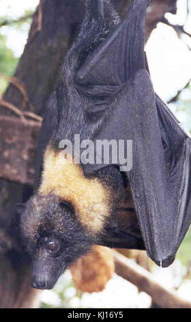 Mariana Obst bat oder Mariana Flying Fox oder fanihi Tier pteropus mariannus Stockfoto